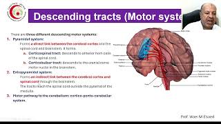 Descending tracts and Motor pathway [upl. by Kotto]