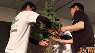 Mitsuo Matsuda’s Bonsai demo at WBC [upl. by Aicekal]