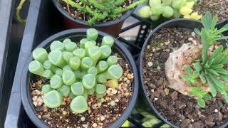 Why Does Fenestraria Rhophalophylla ‘Babies Toes’ Crack [upl. by Hiro131]