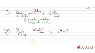 Pyruvic acid is the end product of glycolysis What are the three metabolic fates of pyruvic acid [upl. by Boudreaux532]