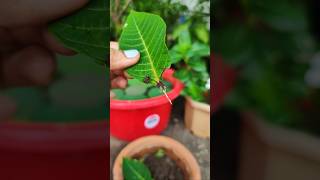 How to propagate Poinsettia plant  Leaf Propagation shorts ytshorts [upl. by Southworth956]