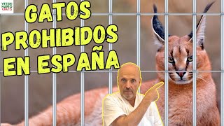 🐱 3 RAZAS DE GATOS PROHIBIDAS EN ESPAÑA 🐱 [upl. by Pozzy964]