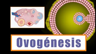 Ovogénesis y Desarrollo folicular ¿Cómo se forman los ovocitos [upl. by Raquel]