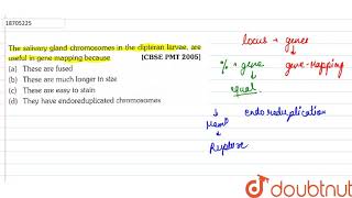 The salivary gland Chromosomes in the dipteran larvae are useful in gene mappin because [upl. by Curren125]