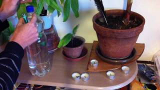 Vacances  Astuces pour arroser ses plantes pendant de longues absences  Conseils Jardinage [upl. by Teena584]