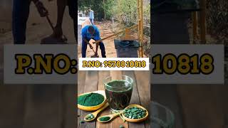 பஞ்சத்தில் சாப்பிட்ட உணவு  spirulina Health benefits in tamil  spirulina farming in tamil [upl. by Dygal]