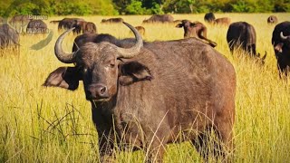 Water Buffalo  Wild Water Buffalo [upl. by Novel495]