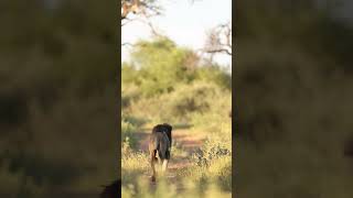 ALARM calls from Impala leads us to Lions  Marataba Luxury Lodges  wildlife lion [upl. by Ulphiah]