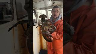 100 year old Maine lobster [upl. by Alexandra996]