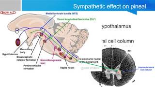 Neurosurgery written board crash course epithalamus part 2 pineal gland [upl. by Salohcim]