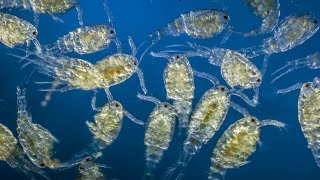 Zooplankton Collection from the sea [upl. by Norah]