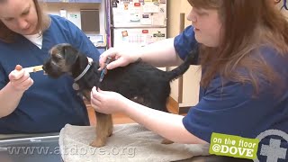 How to Administer Vaccines to Canine Patients [upl. by Sitoel947]