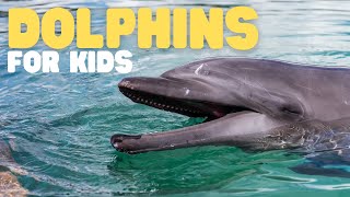 Dolphins for Kids  Learn all about this super smart animal [upl. by Anrim]