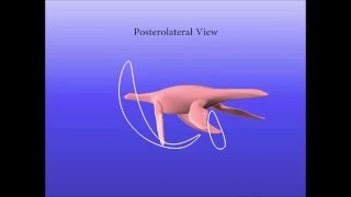 Computer Simulations Imply ForelimbDominated Underwater Flight in Plesiosaurs [upl. by Llehsor]