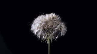 Goats beard seed head opening and blowing away time lapse [upl. by Mail]