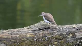 the call of a common sandpiper [upl. by Rezeile]