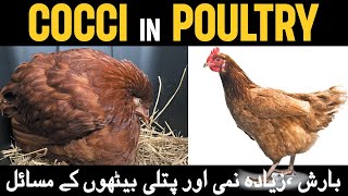 Remedy for Coccidiosis in Chickens  Prevention and Treatment of Coccidiosis in Poultry  Coccidia [upl. by Helaina]