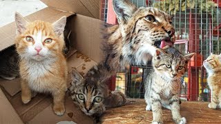 Mom Lynx adopts Abandoned Kittens In Siberian Zoo [upl. by Animor174]