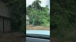 Touring 9 Acre Lot for Sale in Annotto Bay St Mary [upl. by Hadlee]