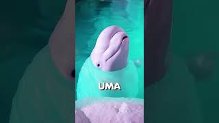 VOCÊ PODE APERTAR A CABEÇA DA BELUGA shorts [upl. by Cummins288]