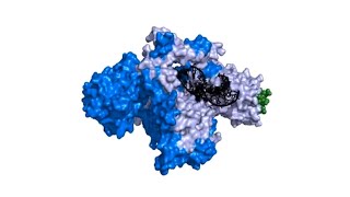 Telomerase in 3D [upl. by Euqinom]