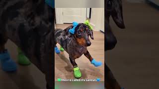 The dog wears shoes for the first time [upl. by Odilia]