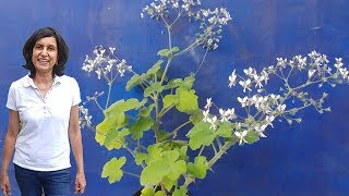 Growing scented geranium with actual results [upl. by Azial]