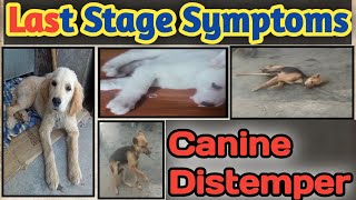 Canine Distemper Symptoms  Last Stage Canine Distemper Symptoms  CD in dogs  Distemper In Dogs [upl. by Arutek263]