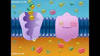 Cotransport Symport and Antiport HD Animation [upl. by Mill349]