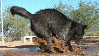 Wolf plays with Doberman amp Egyptian dog in the mud  muddy mess  Ostrich [upl. by Mccallion]