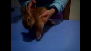 video conejo con encephalitozoonosis [upl. by Bradford600]