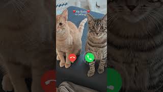 Hello cat smaringtone ringtone catlover cute funny smsringtone animalsoundsong [upl. by Ileek]