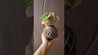 Kokedama available for sale Delivering PAN India Whatsapp on 7078792436 to place order kokedama [upl. by Violette392]