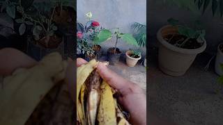 Best fertilizer for plants banana peak water [upl. by Akeemaj501]