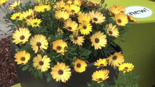 Video Osteospermum Margarita Series [upl. by Ardnazil347]