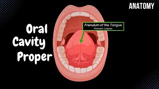 Oral Cavity Proper Palate amp Tongue  Oral Cavity Anatomy [upl. by Odlanyar397]