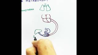 What is Hepatic Portal System Hindi  Hepatic Portal System Circulation by Snigdha Goswami [upl. by Annecorinne]