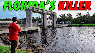 This is Destroying Floridas Waterways and I Love It [upl. by Ahsenak]