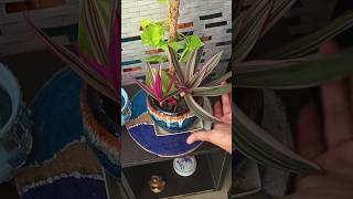 Indoor plants decorations idea trending indoorplants homedecor plantcare nairakajahan [upl. by Kalagher187]