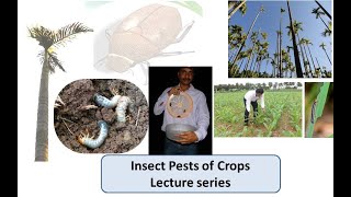 Lecture 3 Pests of Maize 3b Defoliator pests  3b1 Oriental armyworm Mythimna Separata [upl. by Sira]