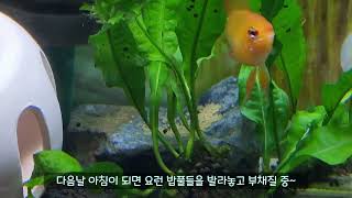 라미에게 2주동안 무슨일이 일어난걸까요 라미네지의 2주 Golden balloon Ramirezi  Cichlid [upl. by Nirag777]