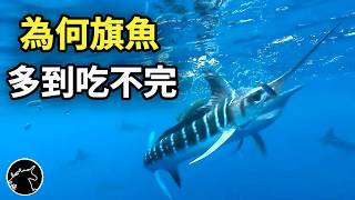 為何唯獨 旗魚 不會有其他魚類冒充，鮪魚 鱈魚 土魠 卻充滿假貨 劍旗魚 劍魚 海洋生物動物 魚罐頭 全聯超市旗魚 馬林魚 海鮮 海產 美食 食物 食品 購物 省錢 [upl. by Tavish]