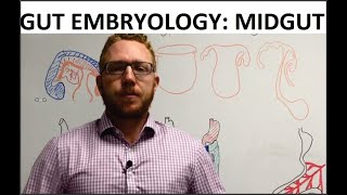 Midgut  Embryology [upl. by Mariejeanne353]