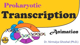 Transcription in prokaryotes animation [upl. by Xilef60]