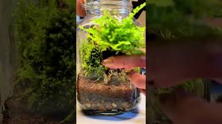 DIY Terrarium terrarium plants gift christmasgifts plantlovers diy diygift cute gifts fun [upl. by Ettenad]