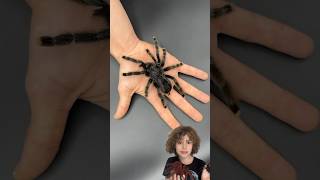 GIANT SPIDERS 😲 giantspider tarantula viral fypシ destaque [upl. by Aiselad]