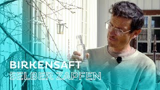 Birkensaft zapfen amp Bärlauchsuppe  NaturgartenProfi Markus Burkhard [upl. by Yennep]