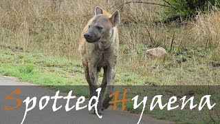 Spotted Hyena Crocuta crocuta Wooping Call Laugh Animal Sounds amp Video  Stories Of The Kruger [upl. by Ennaylime567]