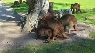 Melbourne trip kangaroo mating [upl. by Dempster]