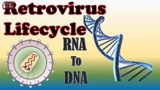 Retrovirus Lifecycle [upl. by Audsley]